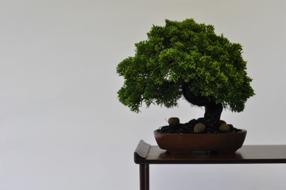 真柏 1点もの No.521の盆栽を販売｜通信講座は盆栽妙 – 盆栽妙 本店