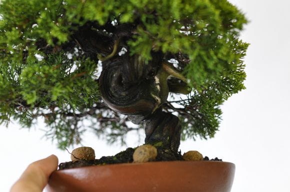 真柏 1点もの No.521の盆栽を販売｜通信講座は盆栽妙 – 盆栽妙 本店