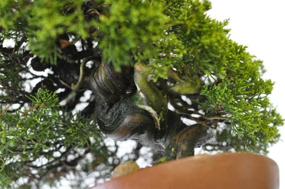 盆栽ハイビャクシン石付きソナレ岩垂杜松ネズミサシ真柏小品山野草