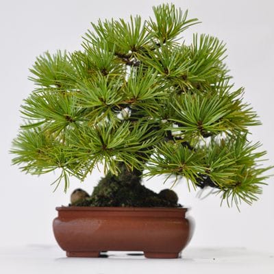 五葉松　1点もの　No.524