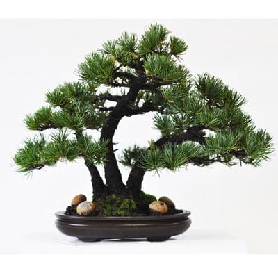 五葉松　 三本　1点もの　No.528