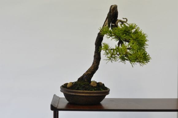 五葉松 1点もの No.529の盆栽を販売｜通信講座は盆栽妙 – 盆栽妙 本店
