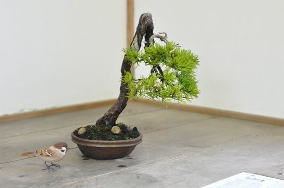 五葉松 1点もの No.529の盆栽を販売｜通信講座は盆栽妙 – 盆栽妙 本店