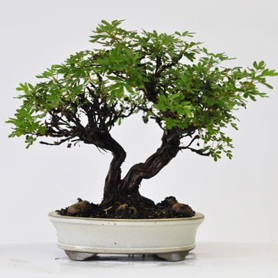 金露梅　1点もの　No.530