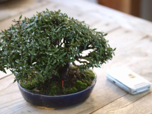 チリメンカズラ 1点もの No.75の盆栽を販売｜父の日プレゼントの盆栽妙