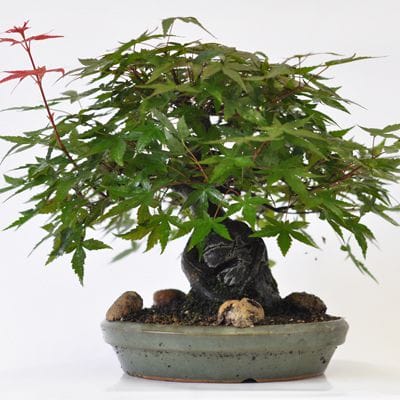 清玄 もみじ　1点もの　No.531