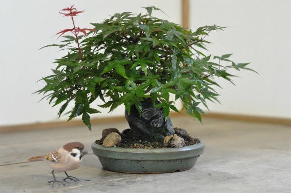 ヤマモミジ盆栽(もみじ　清玄かも) 中品盆栽：特選清玄もみじ 現品*紅葉 もみじ セイゲンモミジ