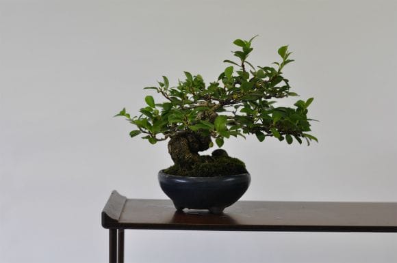 岩づる 梅 1点もの No.533の盆栽を販売｜通信講座は盆栽妙 – 盆栽妙 本店