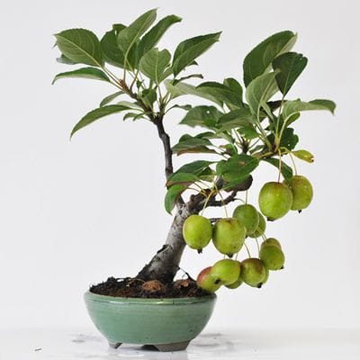 姫リンゴ　1点もの　No.534