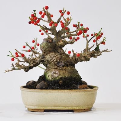 梅もどき　1点もの　No.535