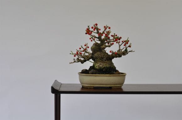 盆栽 梅もどき/盆栽、多肉植物、塊根植物、観葉植物通販/KIDORI