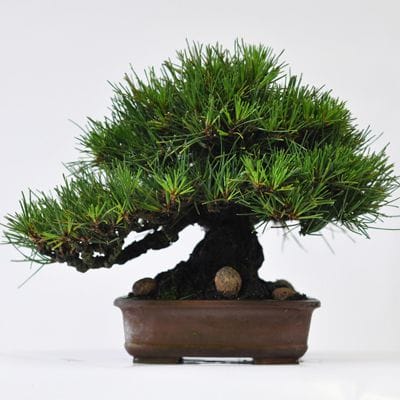 黒松　1点もの　No.536