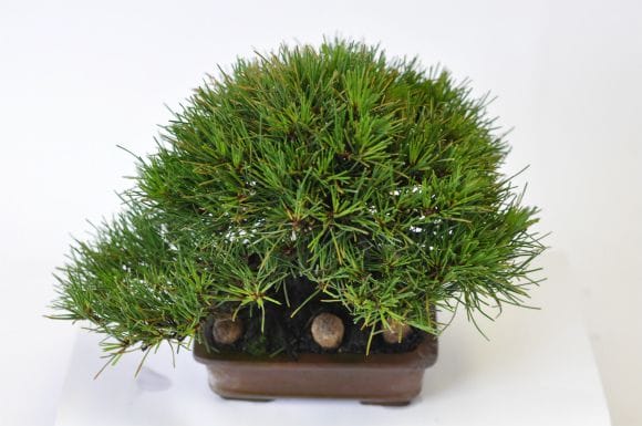 黒松　1点もの　No.536