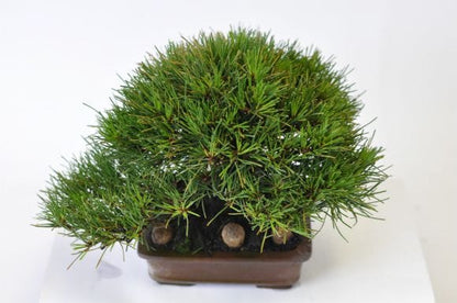 黒松　1点もの　No.536