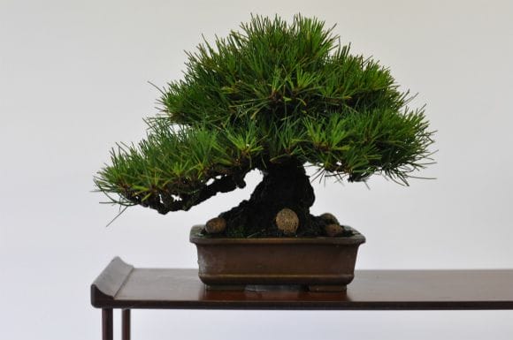 黒松　1点もの　No.536