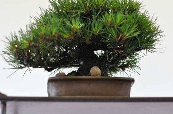 黒松 1点もの No.536の盆栽を販売｜通信講座は盆栽妙 – 盆栽妙 本店