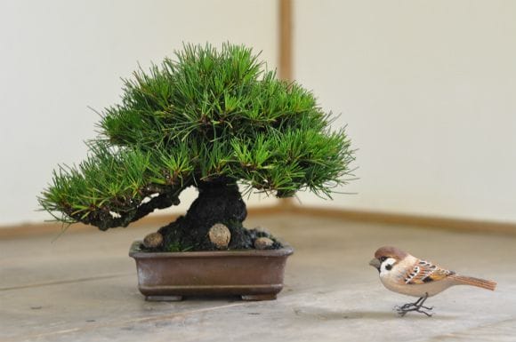 黒松 1点もの No.536の盆栽を販売｜通信講座は盆栽妙 – 盆栽妙 本店