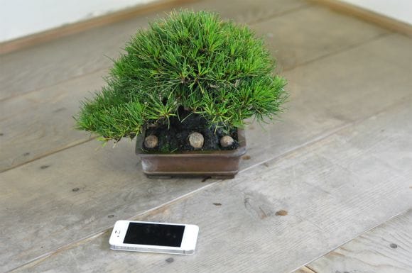 黒松　1点もの　No.536