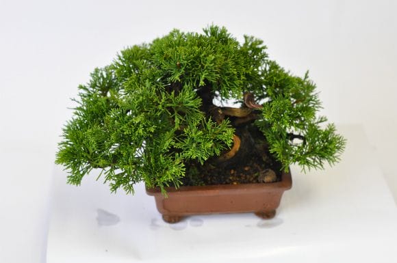 真柏 1点もの No.537の盆栽を販売｜通信講座は盆栽妙 – 盆栽妙 本店