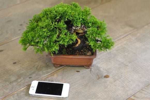 真柏 1点もの No.537の盆栽を販売｜通信講座は盆栽妙 – 盆栽妙 本店