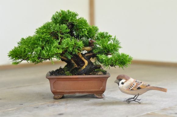 盆栽　真柏　樹高48cm 盆栽]真柏/樹高33cm