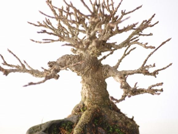 楓盆栽① 楓 1点もの No.76の盆栽を販売｜父の日プレゼントの盆栽妙