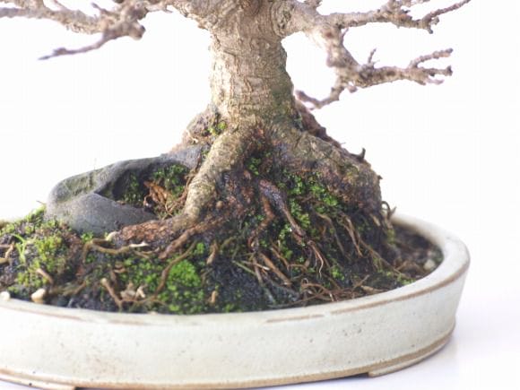 楓 1点もの No.76の盆栽を販売｜父の日プレゼントの盆栽妙 – 盆栽妙 本店