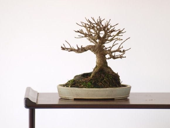 楓盆栽① 楓 1点もの No.76の盆栽を販売｜父の日プレゼントの盆栽妙
