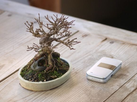 楓盆栽① 楓 1点もの No.76の盆栽を販売｜父の日プレゼントの盆栽妙 – 盆栽妙 本店