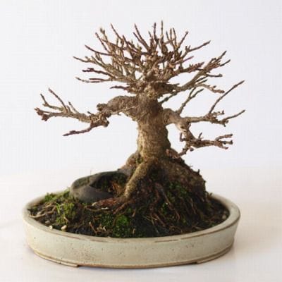 楓　1点もの No.76