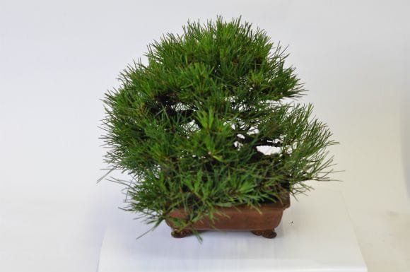 黒松 1点もの No.542の盆栽を販売｜はじめては盆栽妙 – 盆栽妙 本店