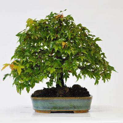 楓　1点もの　No.544