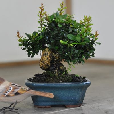 メギ　1点もの　No.545