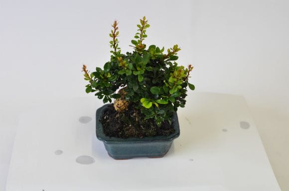 メギ　1点もの　No.545