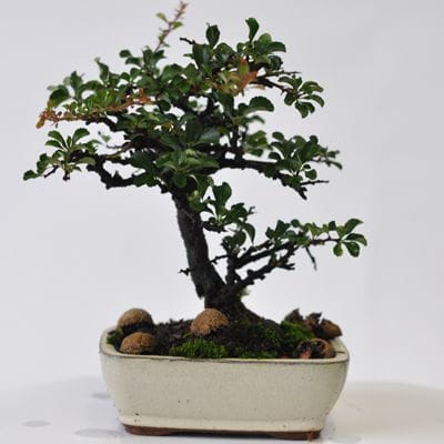 長寿梅　1点もの　No.548