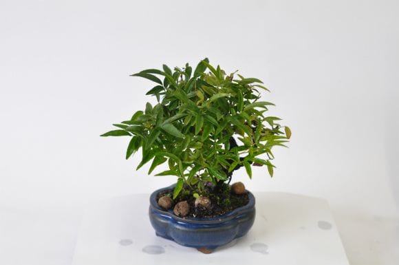 ミニ薔薇　モッコウバラ　白花　盆栽　まるり鉢 ミニ薔薇 モッコウバラ 白花 盆栽 まるり鉢 盆栽