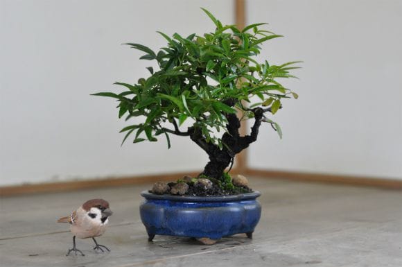 ミニ薔薇　モッコウバラ　白花　盆栽　まるり鉢 ミニ薔薇 モッコウバラ 白花 盆栽 まるり鉢