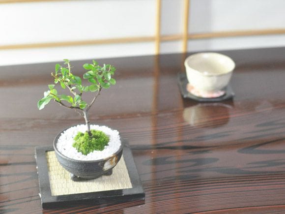 白花長寿梅 幼木の盆栽を販売｜入門は盆栽妙 – 盆栽妙 本店