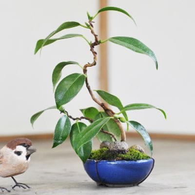 侘助　椿　1点もの　No.551