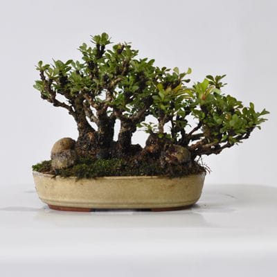 メギ　1点もの　No.553