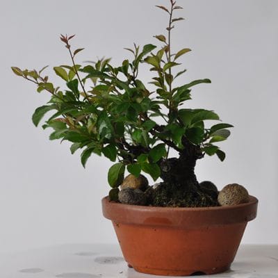 岩づる梅　1点もの　No.554