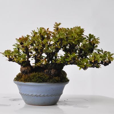 メギ　1点もの　No.555