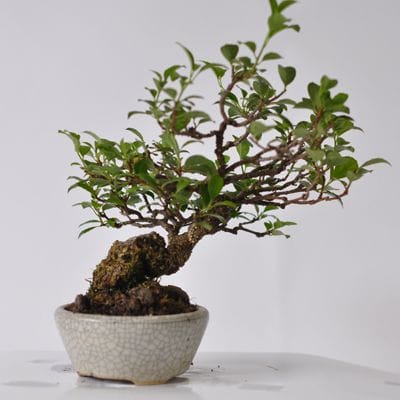 岩づる梅　1点もの　No.556