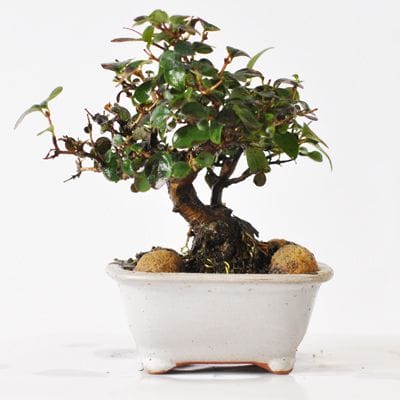 ウグイスカグラ　1点もの　No.557