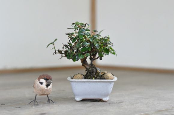 ウグイスカグラ 1点もの No.557の盆栽を販売｜はじめては盆栽妙 – 盆栽