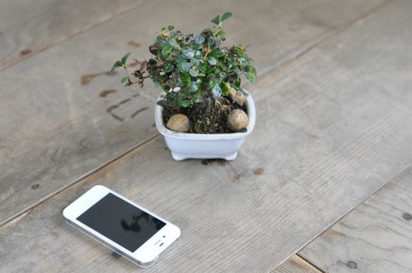 ウグイスカグラ 1点もの No.557の盆栽を販売｜はじめては盆栽妙 – 盆栽