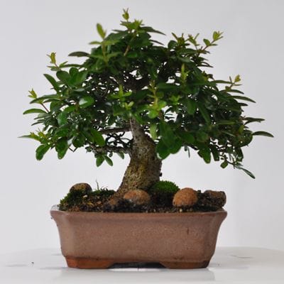 イボタ　1点もの　No.558