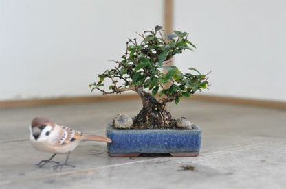 ウグイスカグラ　1点もの　No.559