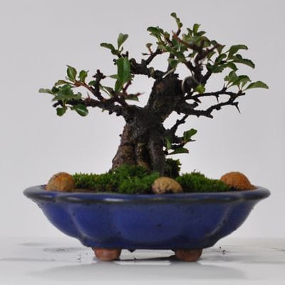 長寿梅　1点もの　No.560