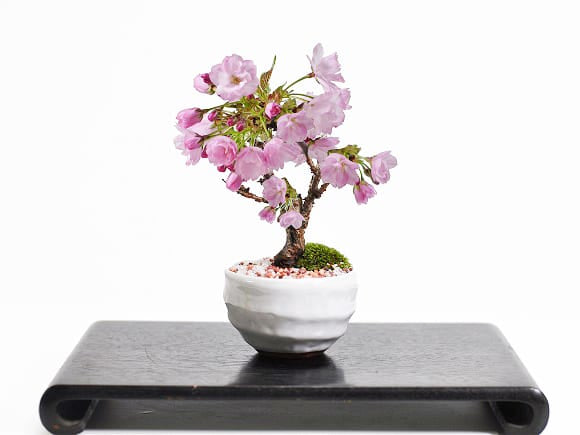 【開花終了】ミニ桜の盆栽 白波和鉢